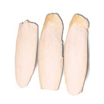 Cuttlefish Bone - Default Title